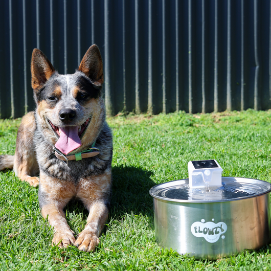 Flowzy™ Automatic Dog Water Fountain