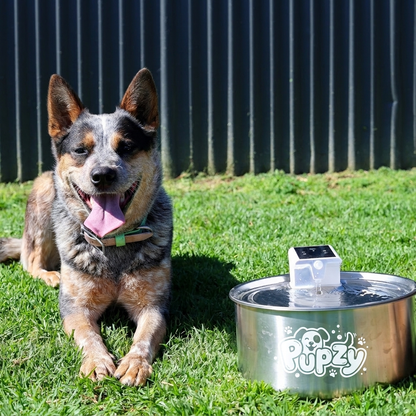 Pupzy™ Water Fountain