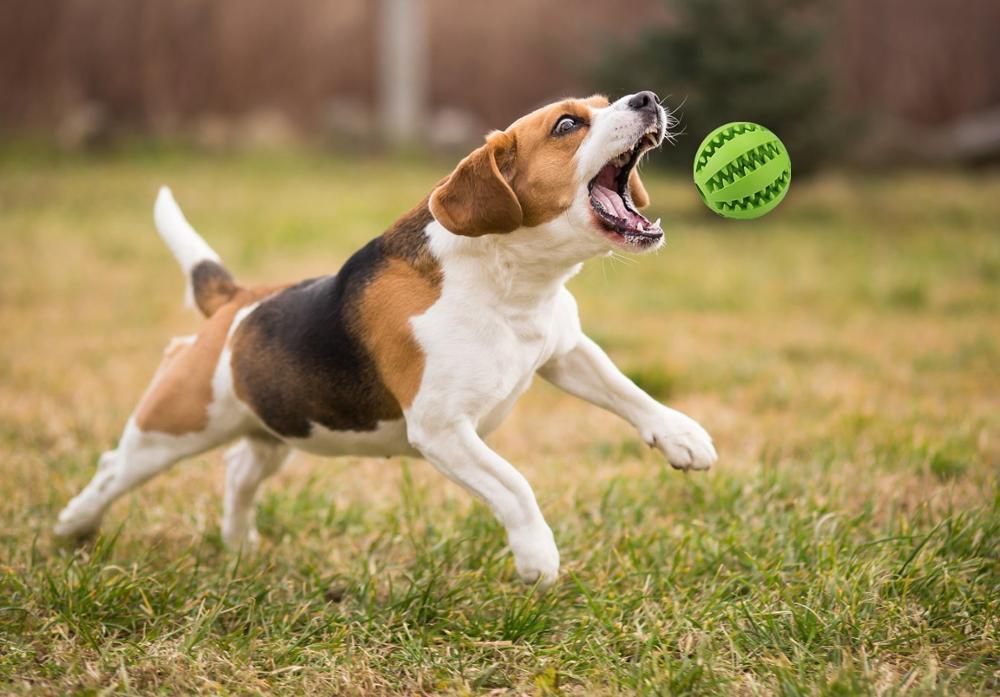 Interactive rubber balls for pets